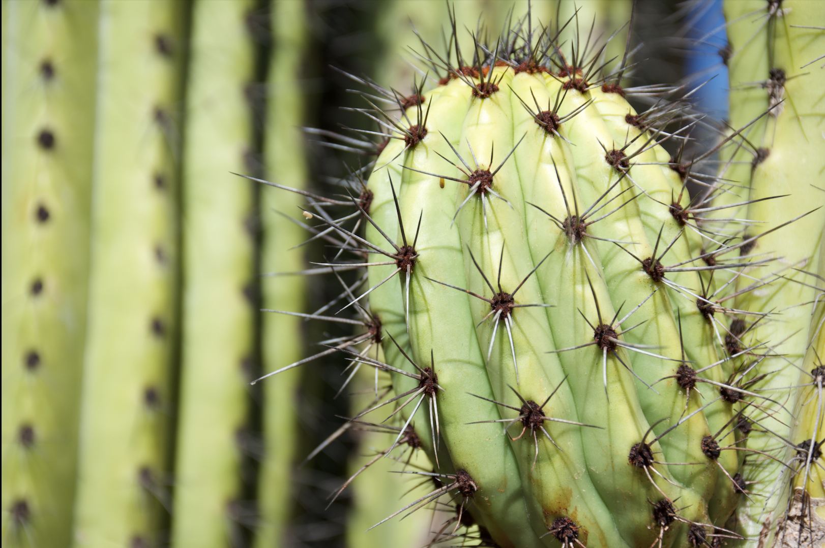 Órganos de cactus contra el cielo